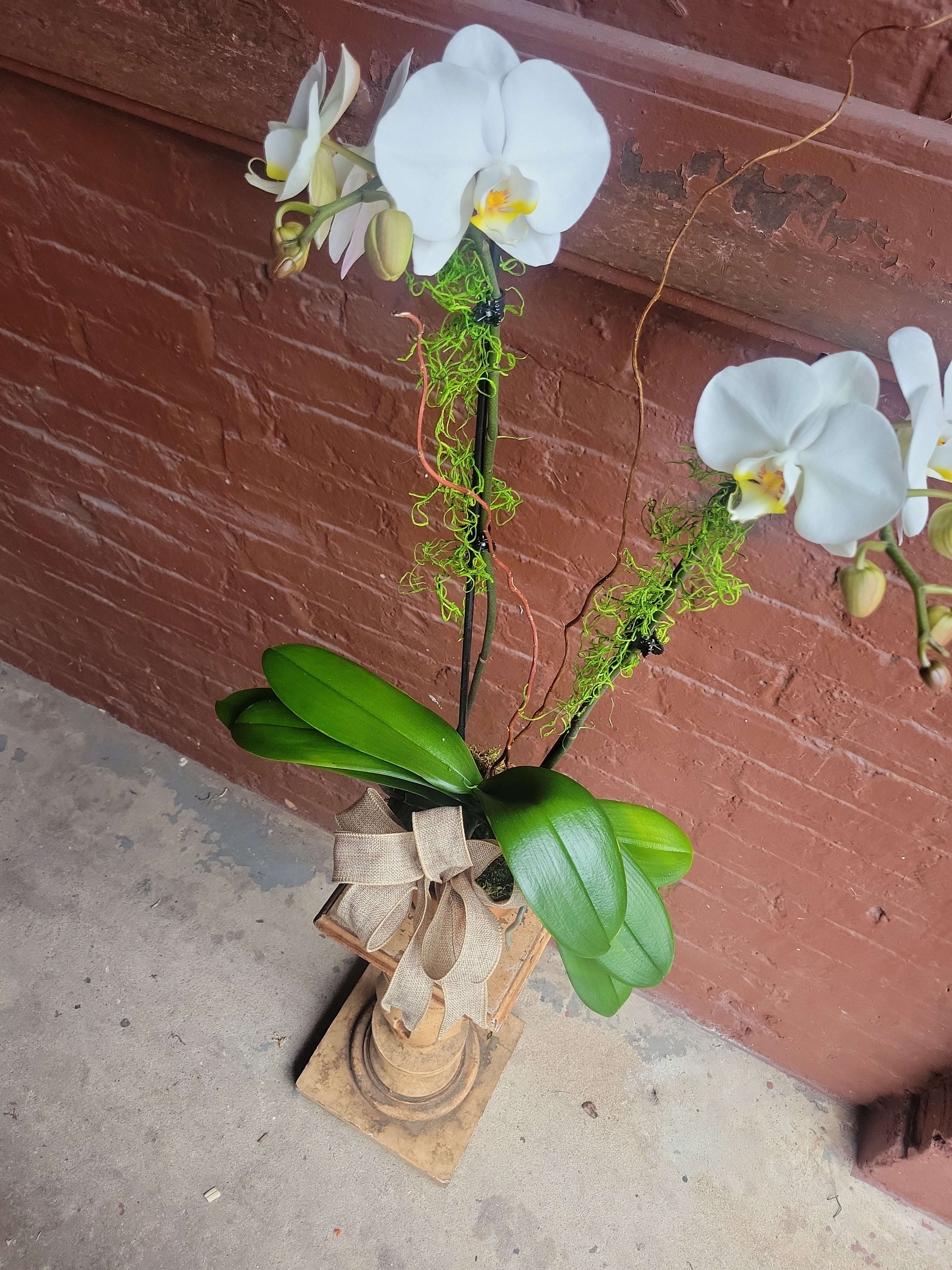 White Orchid in Clay Pot