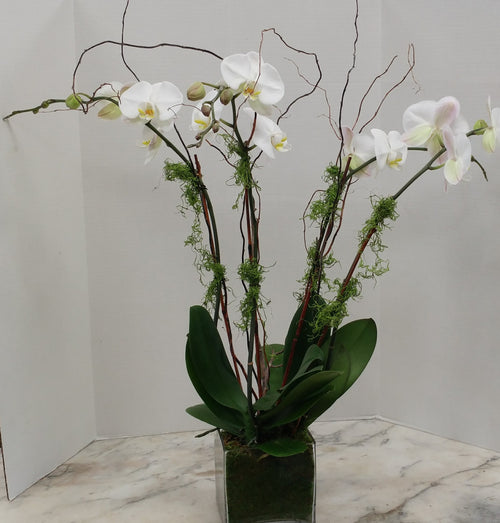 4 Stems Orchids in Glass Cube