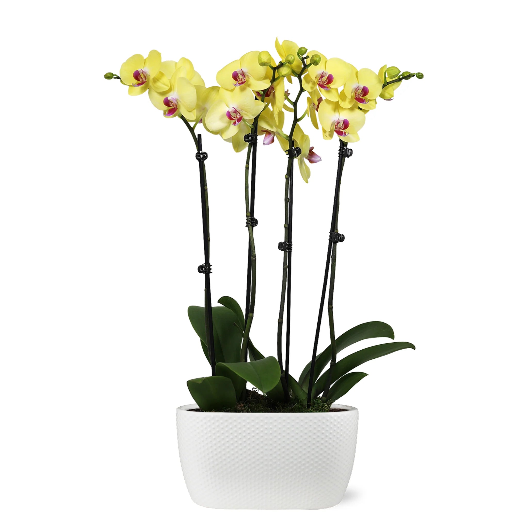 Yellow Orchids in White Pot