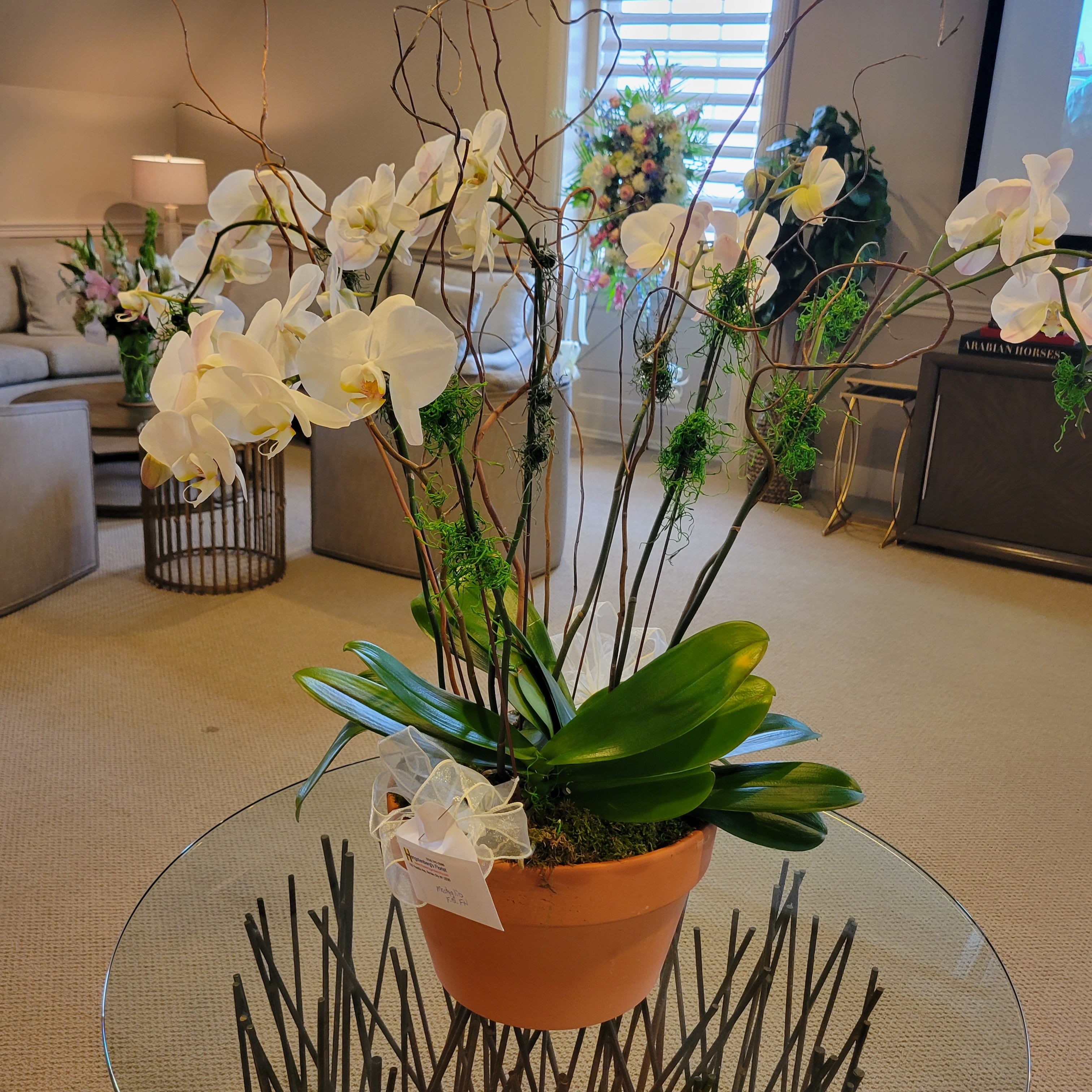 6 Stems White Orchids