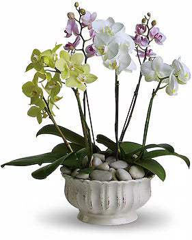 Regal Orchids - 6 Stems Mini Orchids