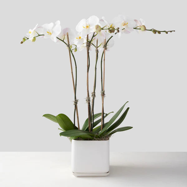 4 stems in a white ceramic pot