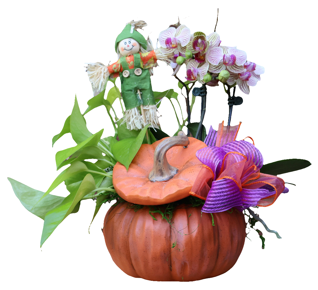 Pumpkin Orchid