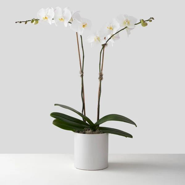 Double Orchid in a White Ceramic Pot