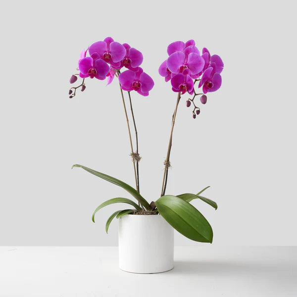 Purple Orchids in White Pot