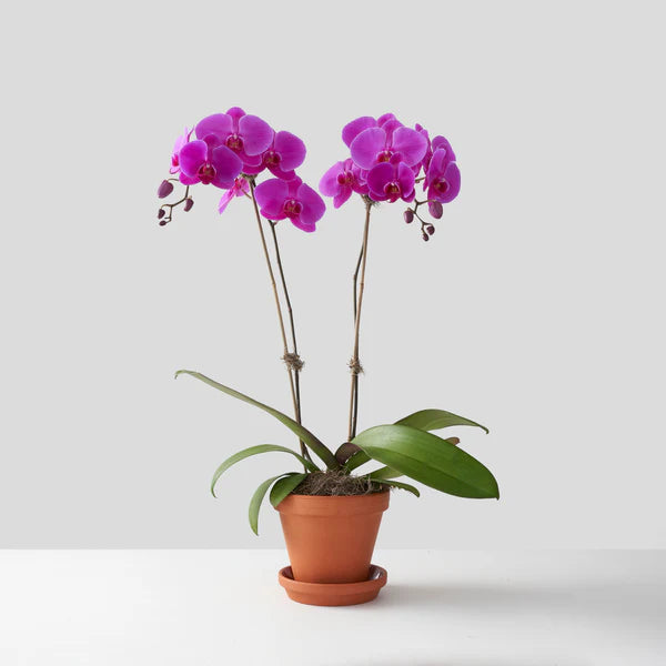 Purple Orchids - Many colors availabe