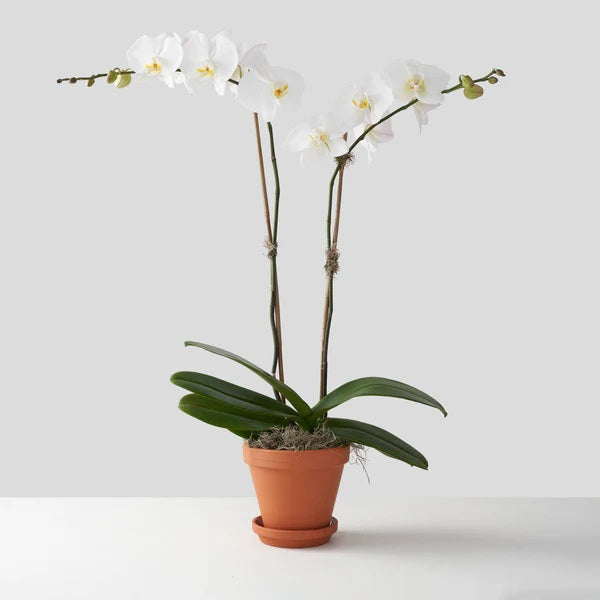 Double Orchid in a Clay Pot