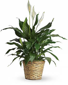 Spathiphyllum