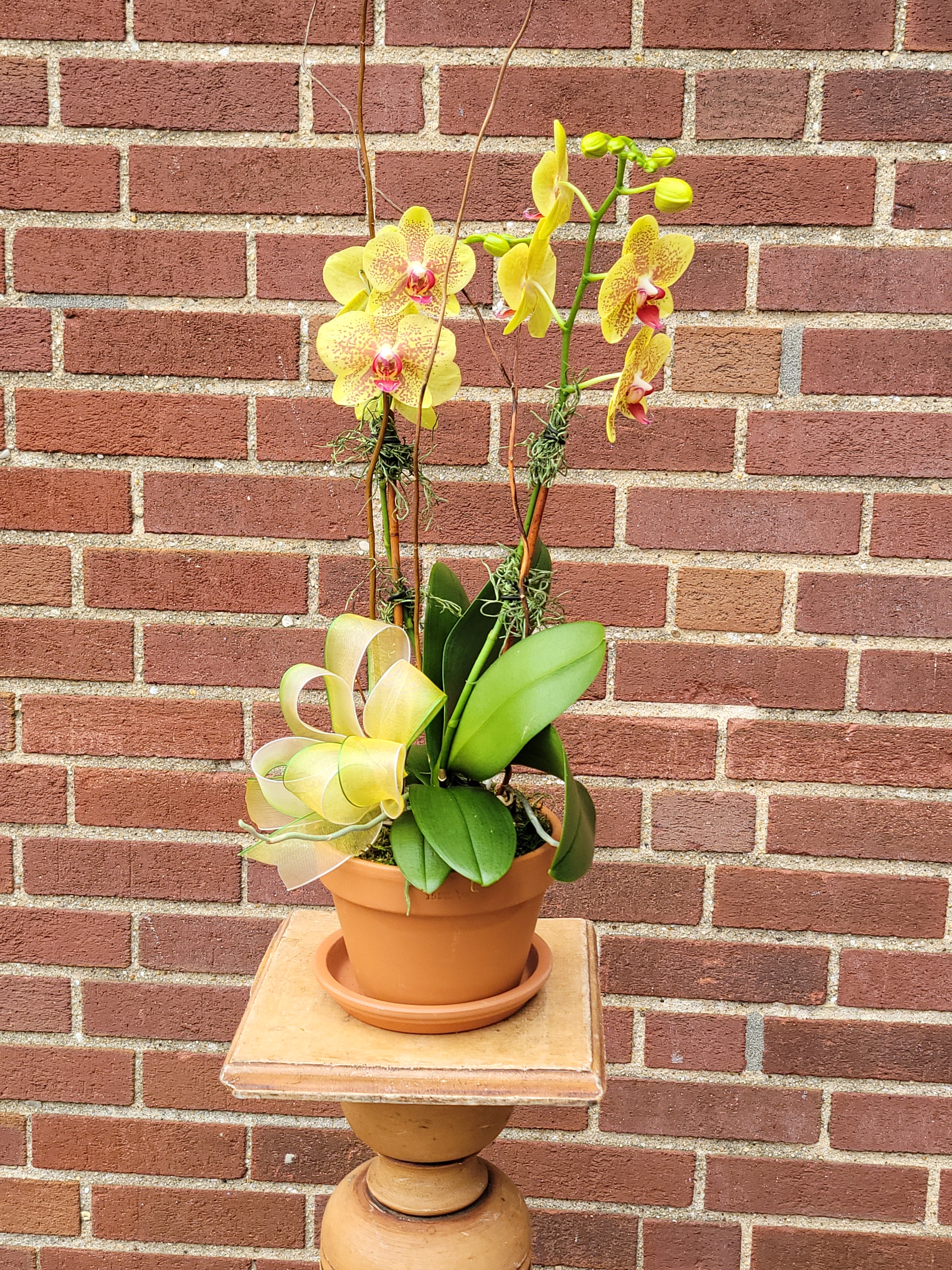 Yellow Orchids 2 stem
